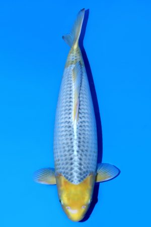 Ki Asagi SWS-8-2025-09