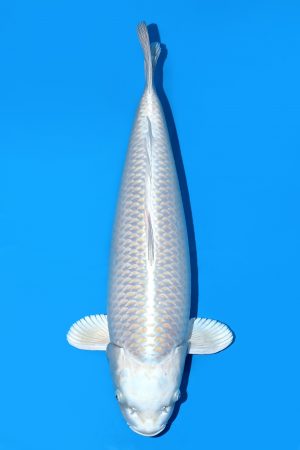 Silver Fox SWS-8-2025-11