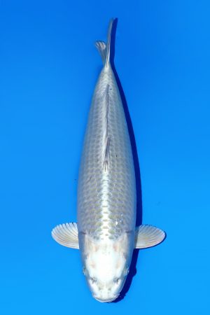 Silver Fox SWS-8-2025-12