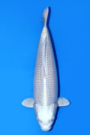 Silver Fox SWS-8-2025-14