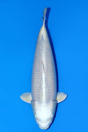 Silver Fox SWS-8-2025-15