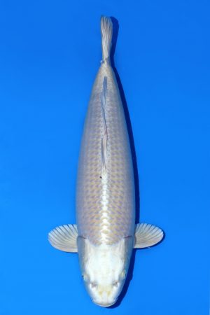 Silver Fox SWS-8-2025-18