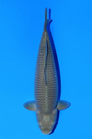 Chagoi SWS-8-2025-20