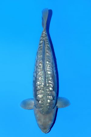 Ginrin Aragoke Chagoi SWS-8-2025-22